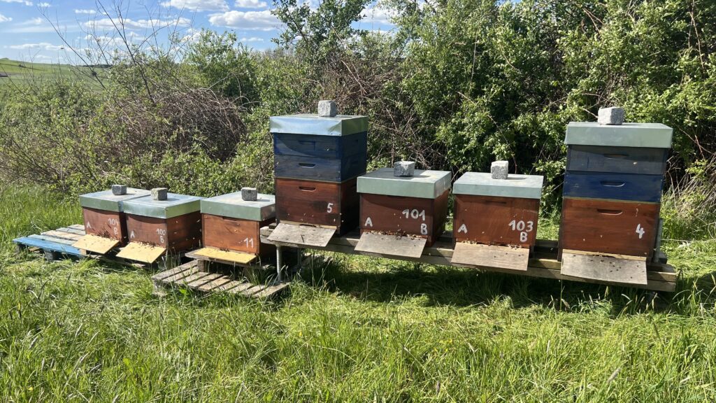 Bienenstand der Proudfoot Ranch