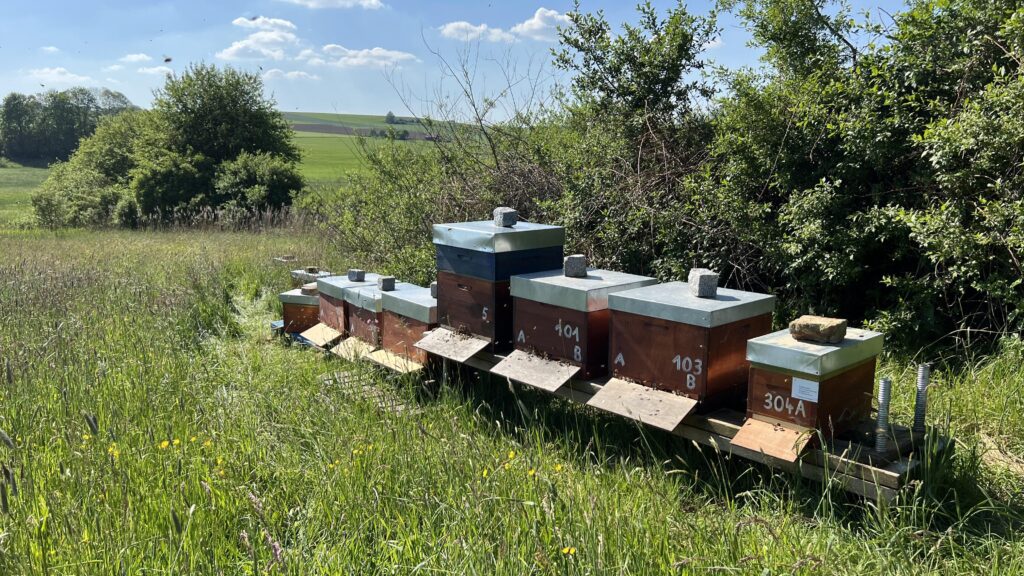 Bienenstände der Proudfoot Ranch in blühender Landschaft im Unterallgäu