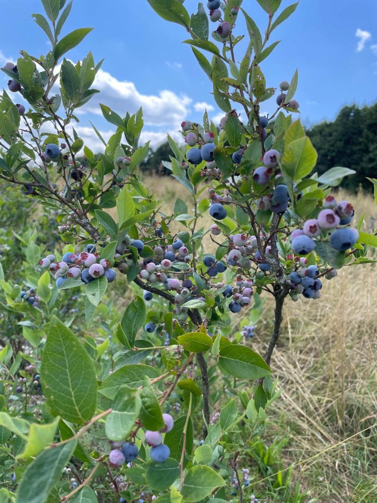 Heidelbeeren der Proudfoot Ranch