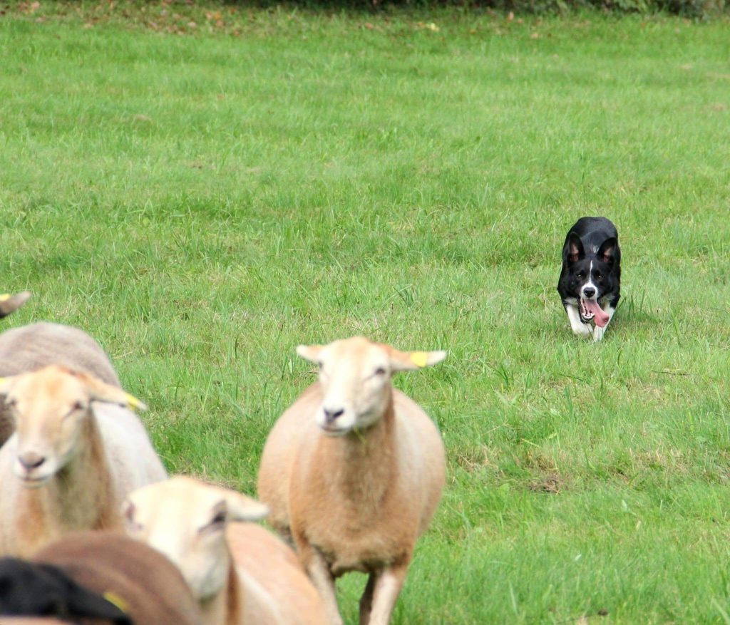 Unsere Schafe, Strolch hat sie im Blick