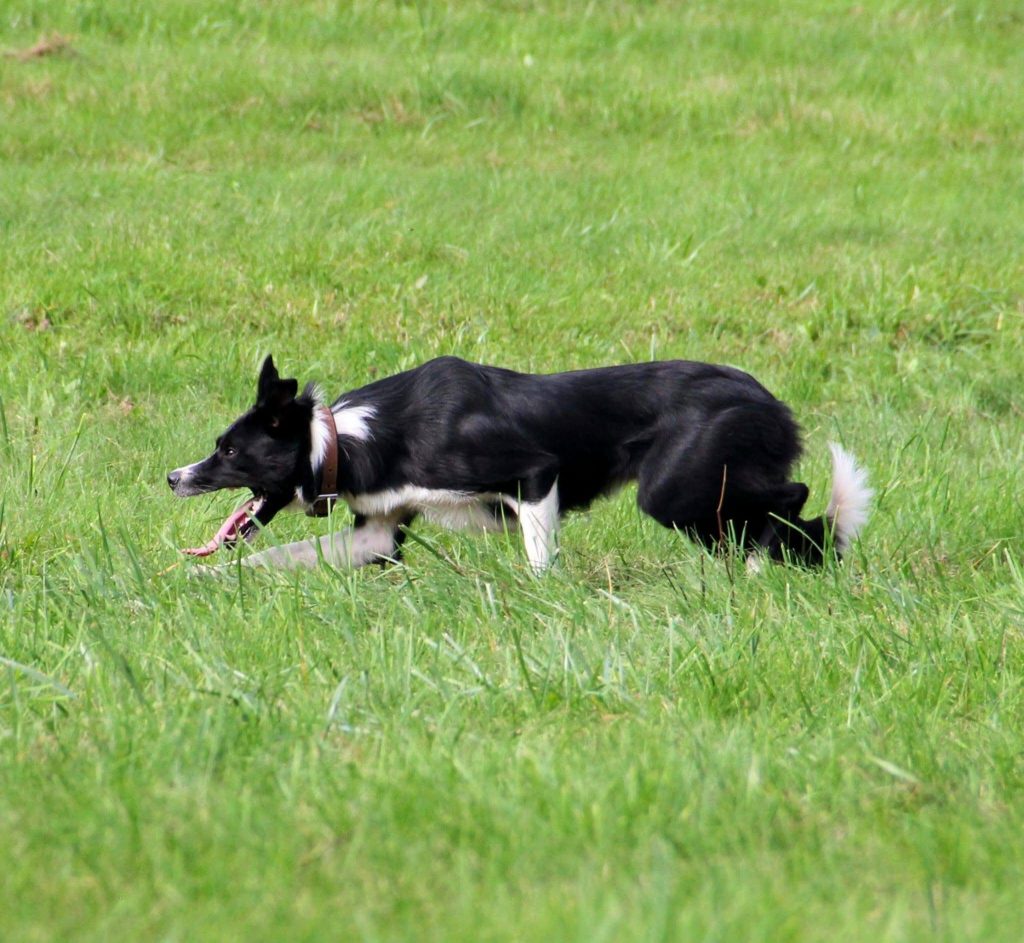 Border Collie Strolch auf der Weide der Proudfoot Ranch