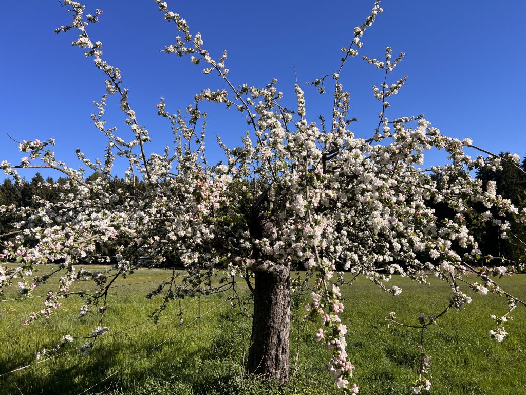 Blühender Obstbaum auf der Proudfoot Ranch