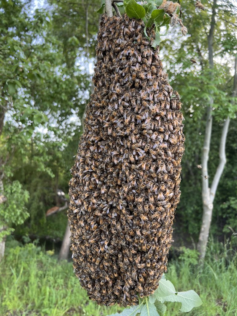Ein Bienenschwarm aus unserer Imkerei