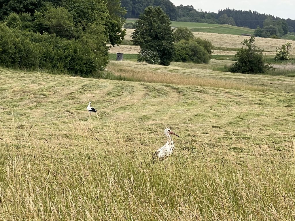 Störche auf der frisch gemähten Wiese