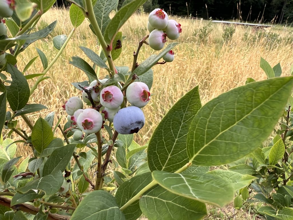 Reifende Heidelbeeren im offenen Grünland