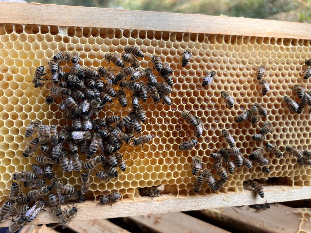 Wabe mit Bienen aus der Imkerei der Proudfoot Ranch