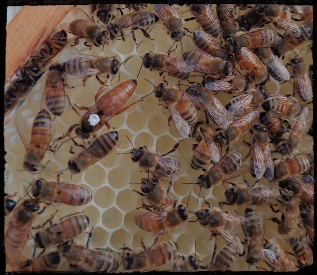 Gezeichnete Bienenkönigin zwischen Arbeiterinnen auf einer Wabe der Proudfoot Ranch
