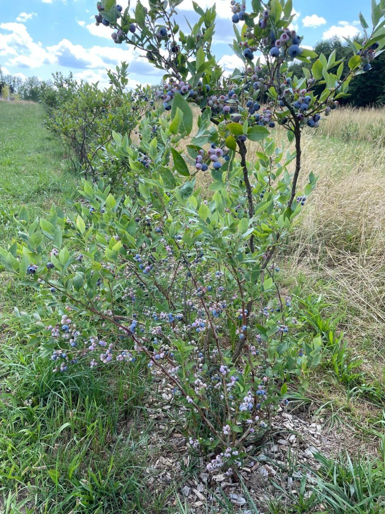 Heidelbeersträucher mit reifen Beeren auf der Proudfoot Ranch